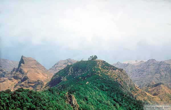photo d'arbre au sommet de la montagne