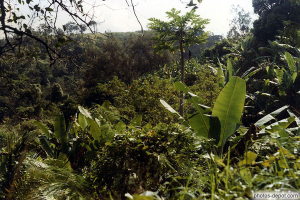 photo de végétation du mont mou