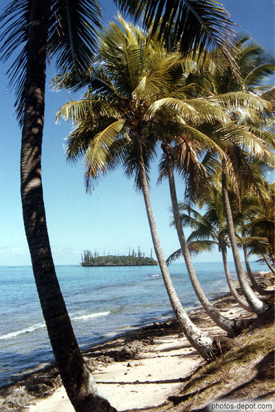 photo de cocotiers sur la plage devant la mer