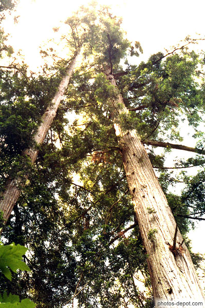 photo d'impressionnants troncs de sequoia montant vers le ciel