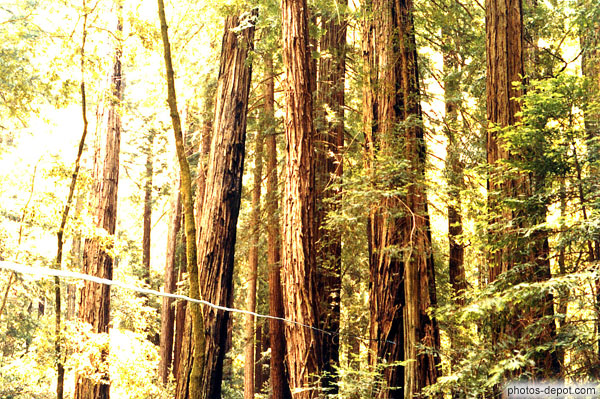 photo de Les sequoia peuvent atteindre 110 metres de haut