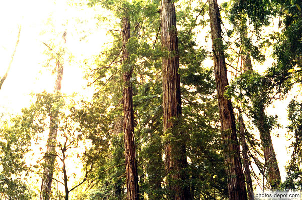photo de Les sequoia vivent entre 400 et 800 ans et les plus vieux ont 2200 ans