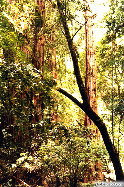 photo de si les sequoia vivent si longtemps c'est qu'ils ne brulent pas