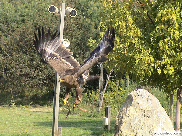 photo d'Aigle chasseur s'élance