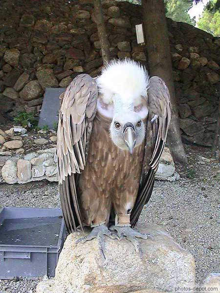 photo de Grand Vautour Fauve des Pyrénées