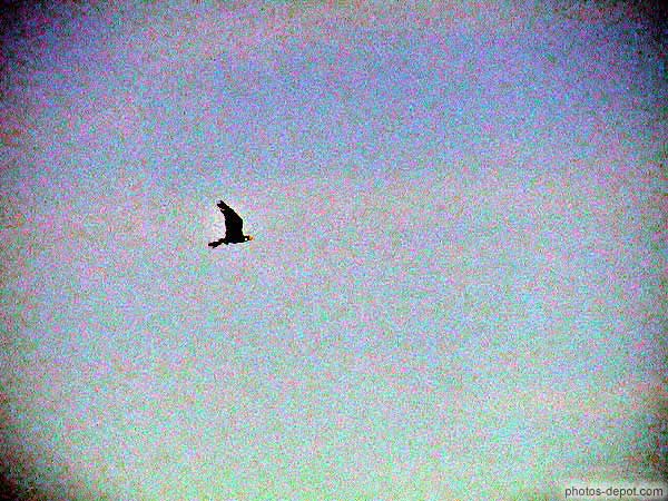 Faucon Lanier en vol