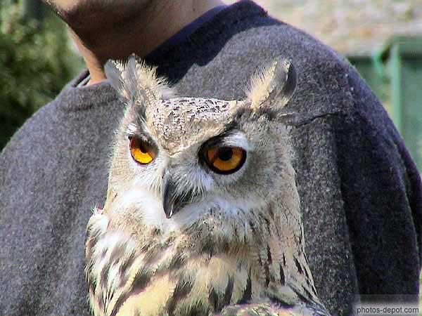 Hibou Grand Duc ne fait aucun bruit lorsqu'il vole grace à la conformation de ses plumes