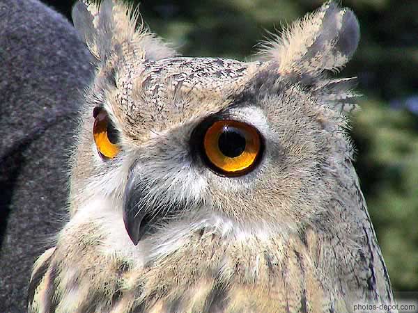Le Hibou a des plumes qu'on prend pour des oreilles et pas la chouette