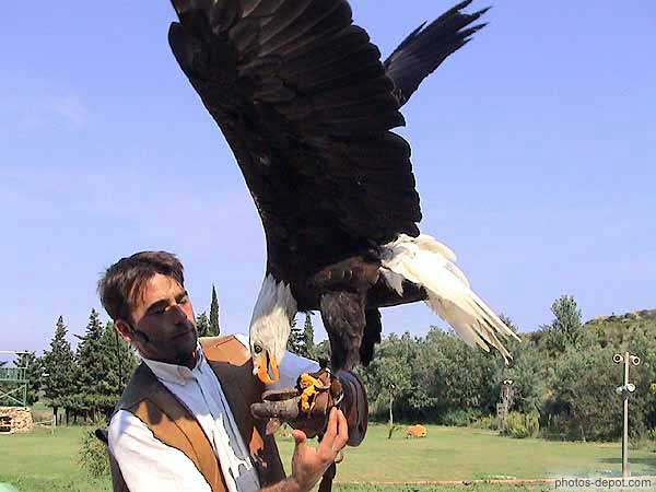 Le Pygargue à tête blanche est l'emblême des USA