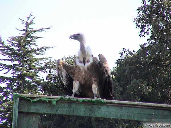 photo de mangeant les charognes, le vautour fauve évite aux maladies de se répandre