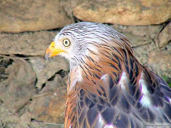 Tête du Milan Royal qui a une envergure de 1,60 metre