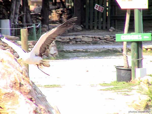 photo de Percnoptère, petit vautour blanc en vol