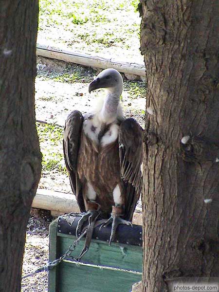 photo de Vautour Fauve des Pyrénées entre deux troncs d'arbres