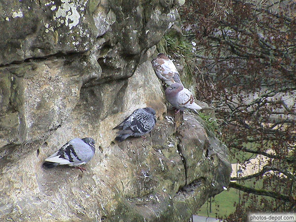photo de Pigeons sur Goethe Stone