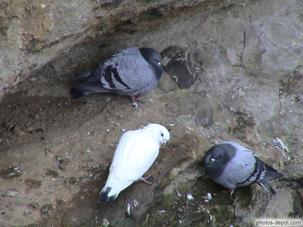 photo de pigeon blanc pigeon gris
