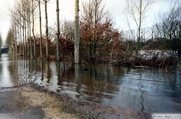 photo d'arbres dans l'eau, inondation