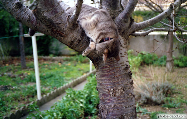 photo de chat dans l'arbre