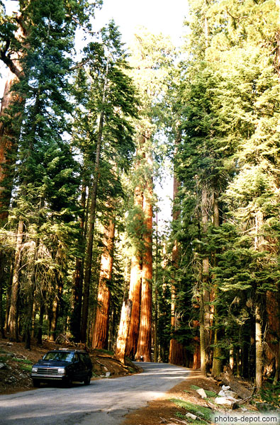 photo de route dans la forêt de Sequoia géants