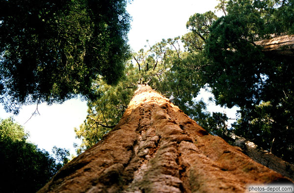 photo de Tronc de Sequoia géant s'élevant vers le ciel