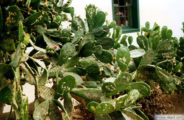 photo de cactus  aux noms gravés à SanDiego