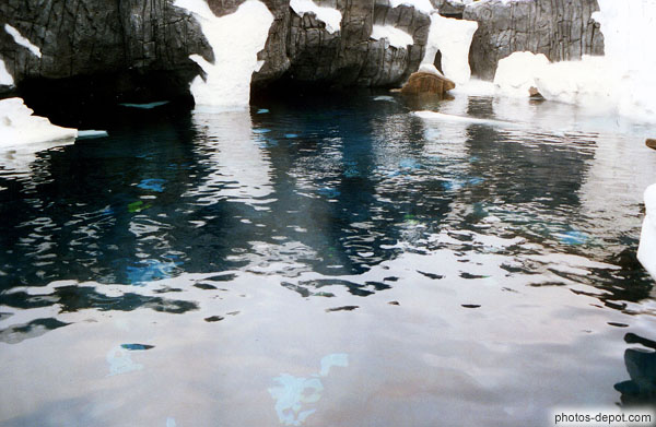 photo de Bassin des otaries et des ours à Sea World