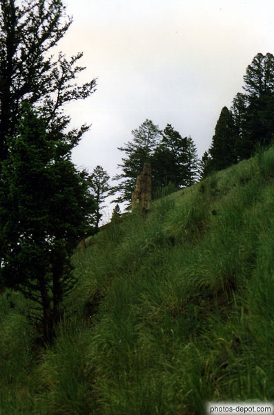 photo de souche arbre mort