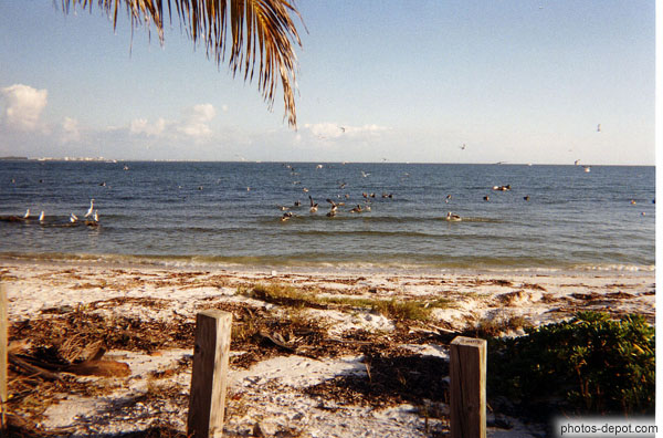 photo de bal des Pélicans et autres aigrettes qui pêchent sur la côte Ouest