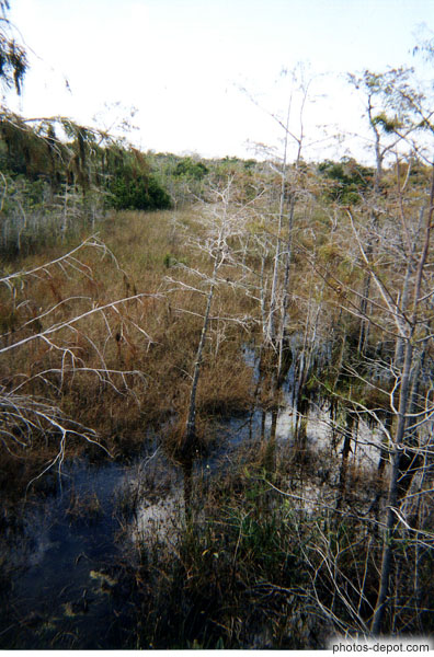 photo de Mangrove dans les marais