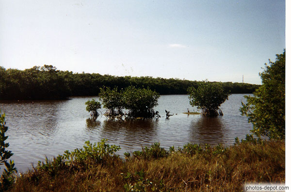 photo de Paletuviers dans la Mangrove