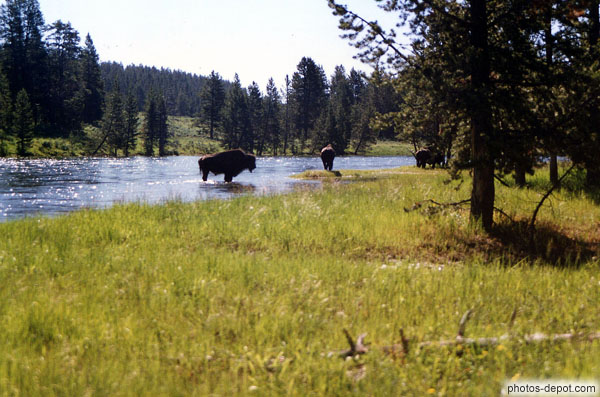photo de bizons dans la rivière