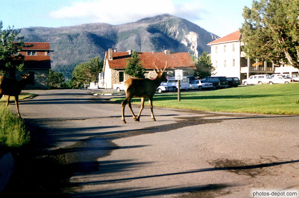 Daims traversant tranquillement le village USA, Wyoming, Yellowstone, Photo 1997