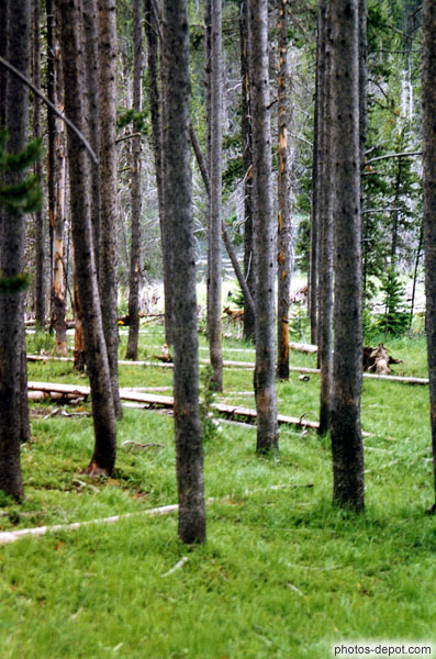 photo de forêt, biche au loin