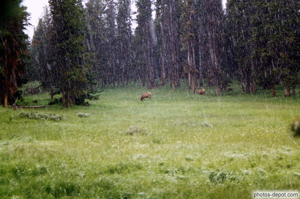 Il neige à Yellowstone national park en plein Juillet, on est à 2000 metres d'altitude