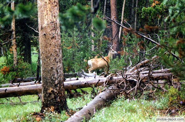 Jeune chevreuil pret à bondir