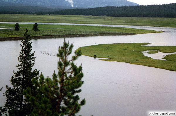 Ours sur la rive de la rivière yellowstone qui serpente