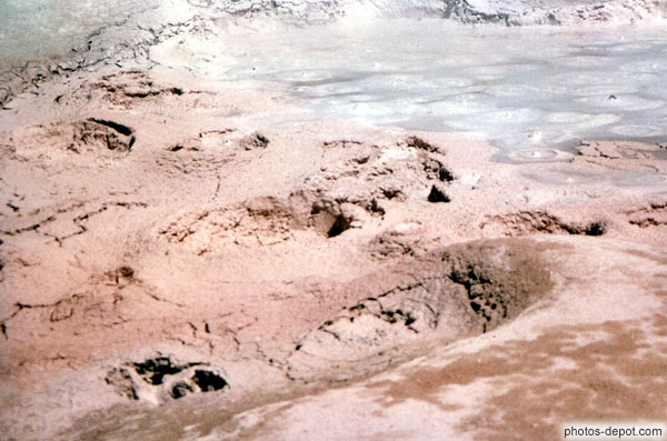 photo de traces d'animaux dans la boue du Geyser