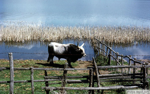 photo de Boeuf devant le lac