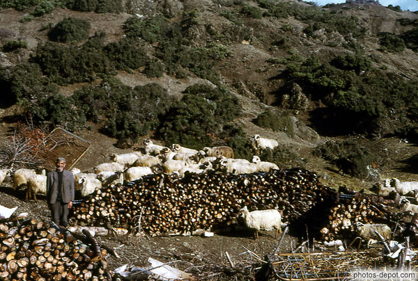 photo d'homme, moutons et tas de bois