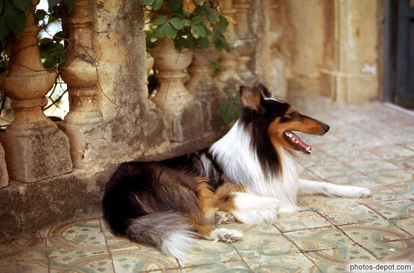photo d'Epagneul Colley couché sur terrasse du palais Alliata di Villafranca