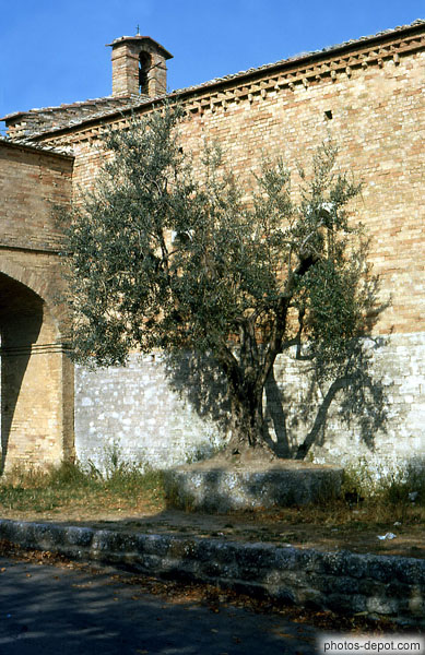photo d'olivier contre l'église