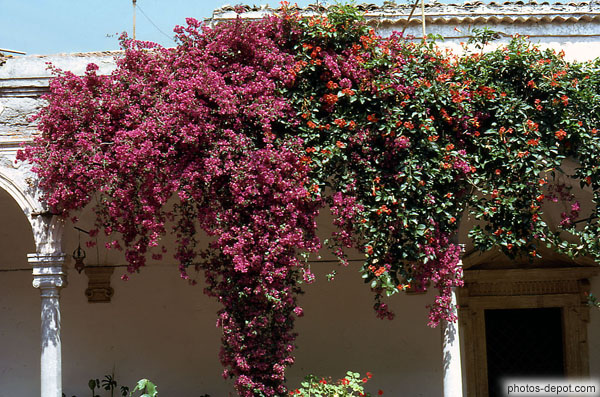 photo de Fleurs pendant de la terrasse San Domenico