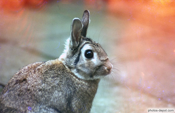 photo de lapin oreilles dressées