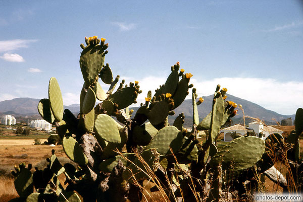 photo de Cactus à Monte Biaritz