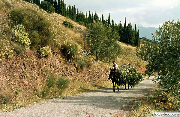 photo de ânes sur la route