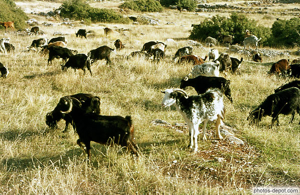 photo de troupeau de chèvres et boucs