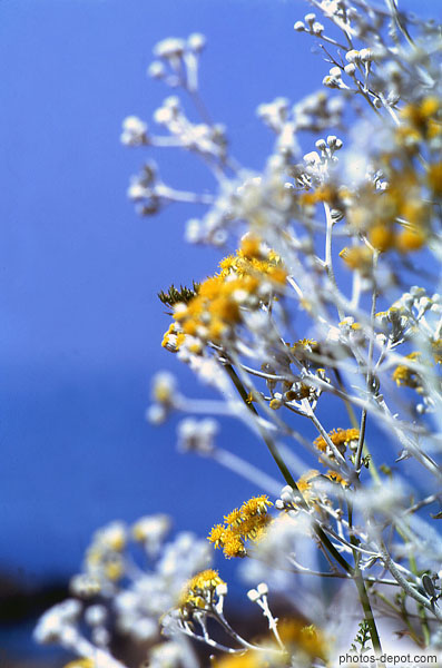 photo de fleurs jaunes