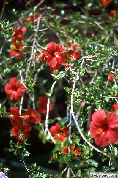 photo d'arbuste aux fleurs rouges