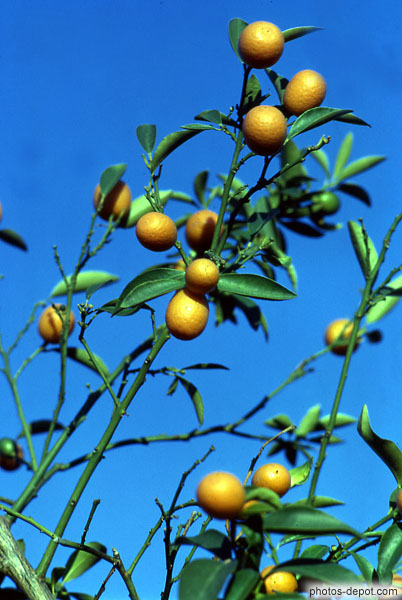 photo d'Oranges sur la branche