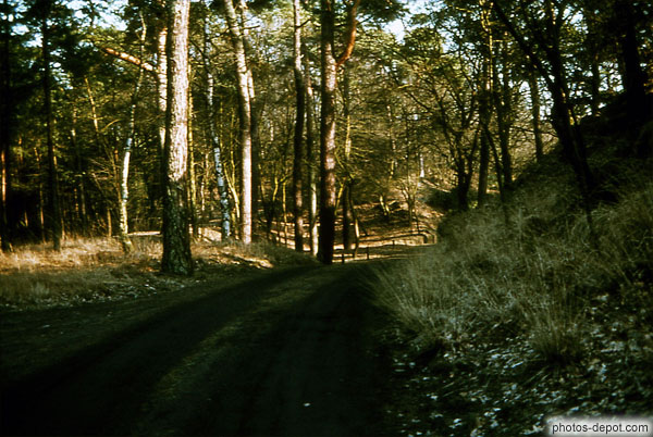 photo de Chemin en forêt