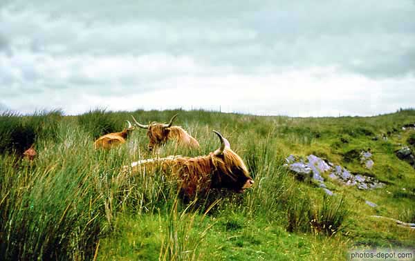 Vaches des highlands allongées dans les hautes herbes